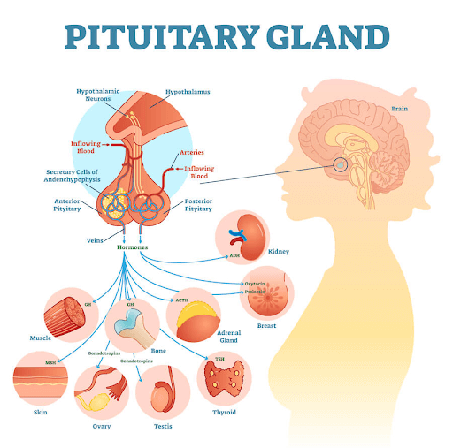 do-you-have-post-concussion-menstrual-cycle-changes-cognitive-fx